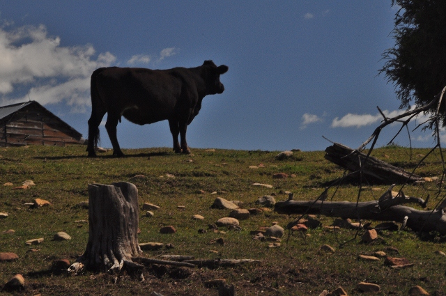 cows on Echo Basin Rd